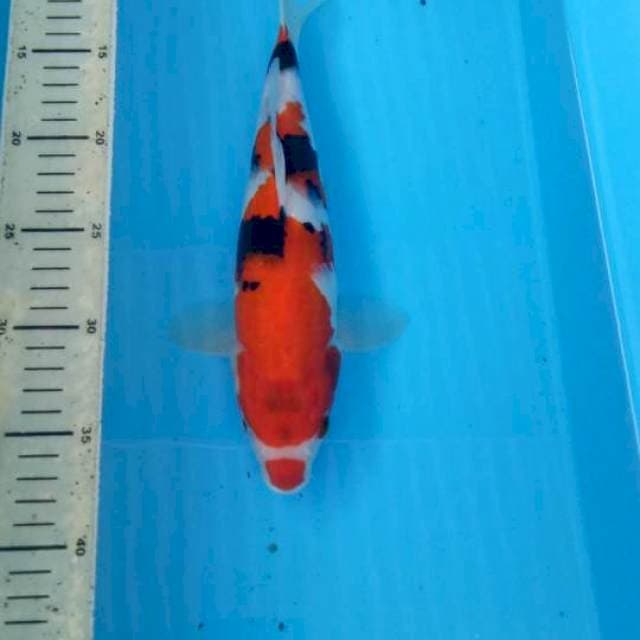 BKS ( SHOWA 27 CM )