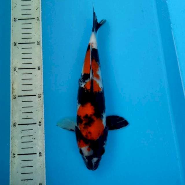 BKS ( SHOWA 28 CM )
