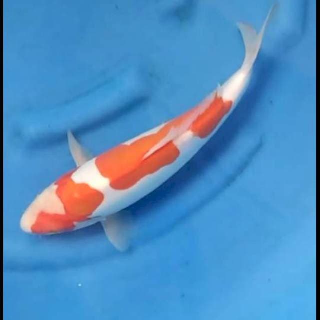 35cm - Female - Kohaku Doitsu Murni