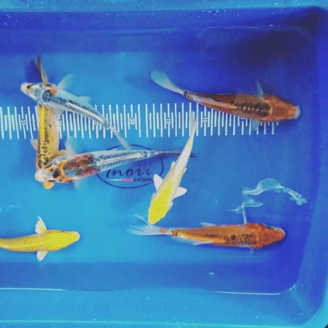 Mix koi 14-17cm 7ekor