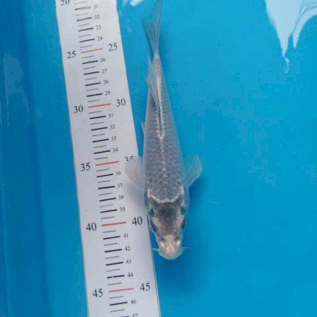Blue kawari kumpay