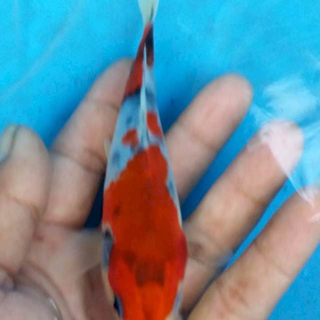 tategoi tategoi 14cm