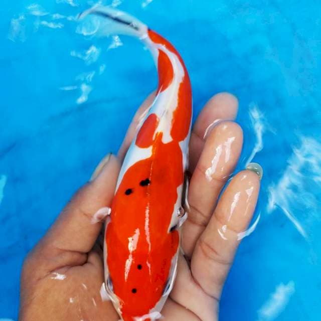 sanke doidsu 20 cm