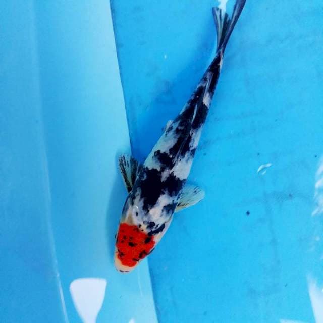 tanco sowa 18cm
