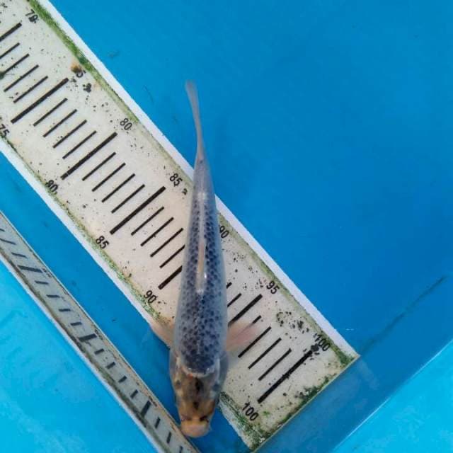 Asagi 22cm
