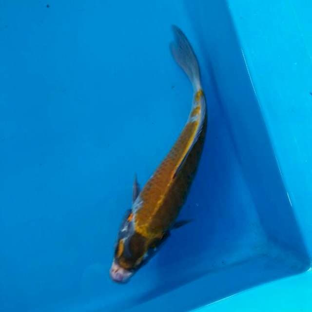 Ochiba 25cm