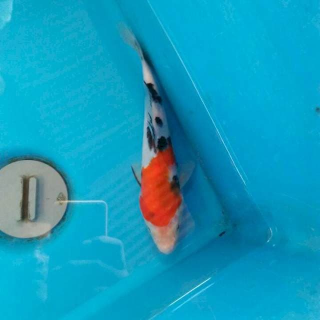 Sanke 21cm