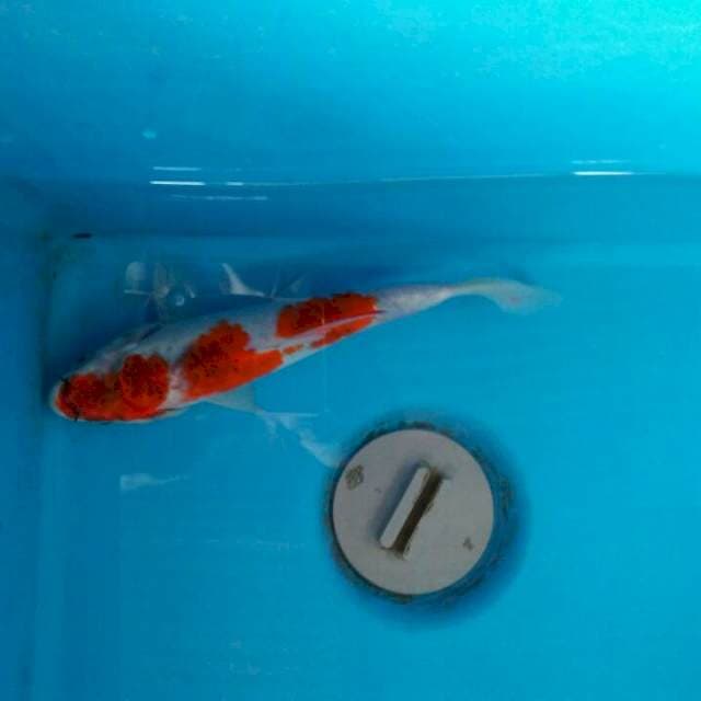 Gosiki 21cm