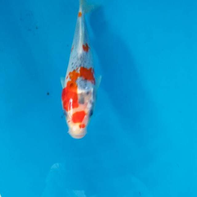 Gosiki red 20cm