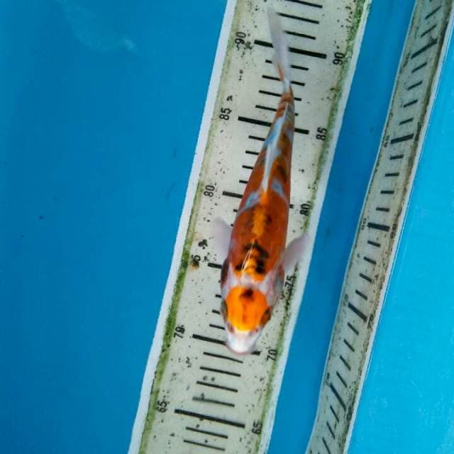 Maruten kin kiko 20cm