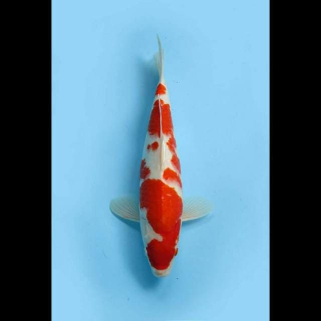 The Real - Jumbo Tosai Kohaku