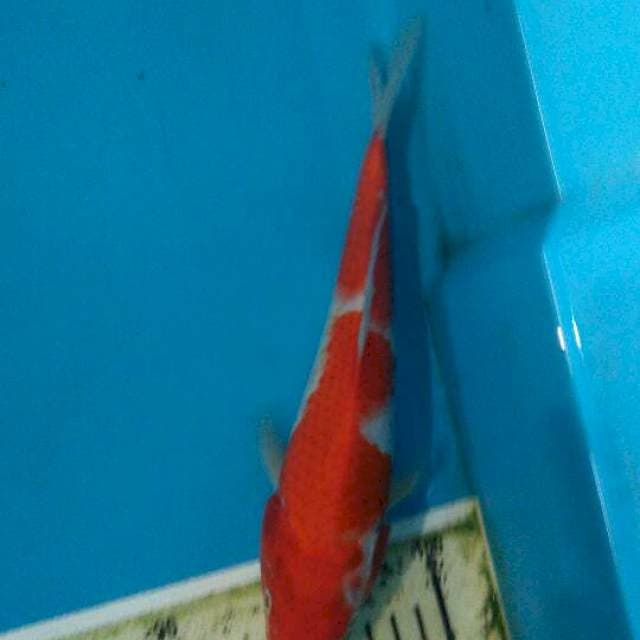 Kohaku 23cm