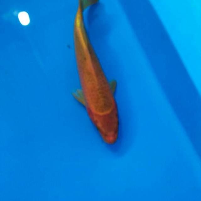 Aka matsuba 31cm