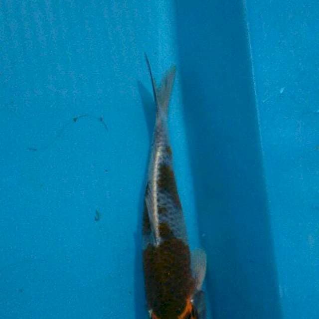 Ochiba 24 cm