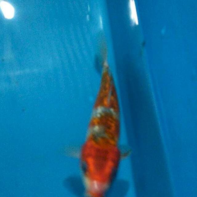 Goshiki ginrin 16cm
