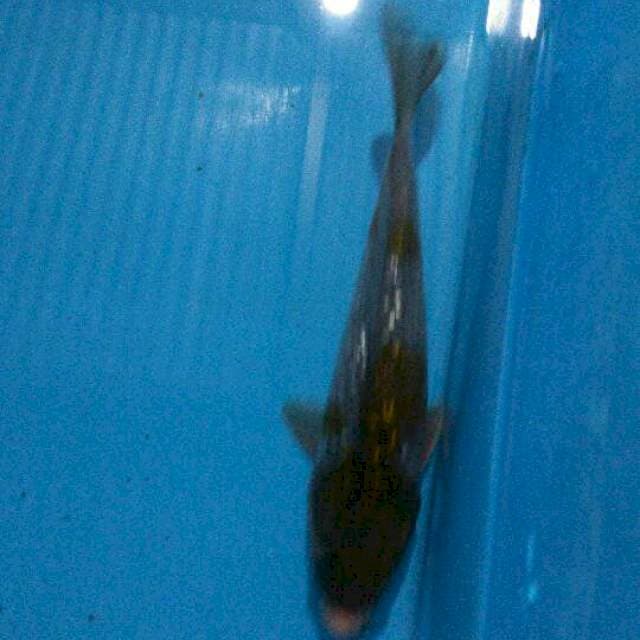 Ochiba ginrin 23cm