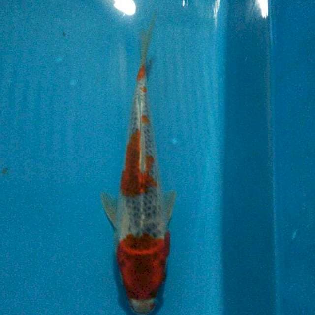 Goshiki 23cm