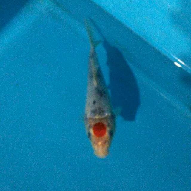 Tanco kohaku 20cm
