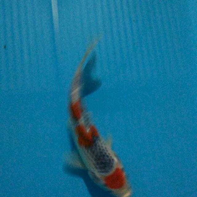 Goshiki 22cm