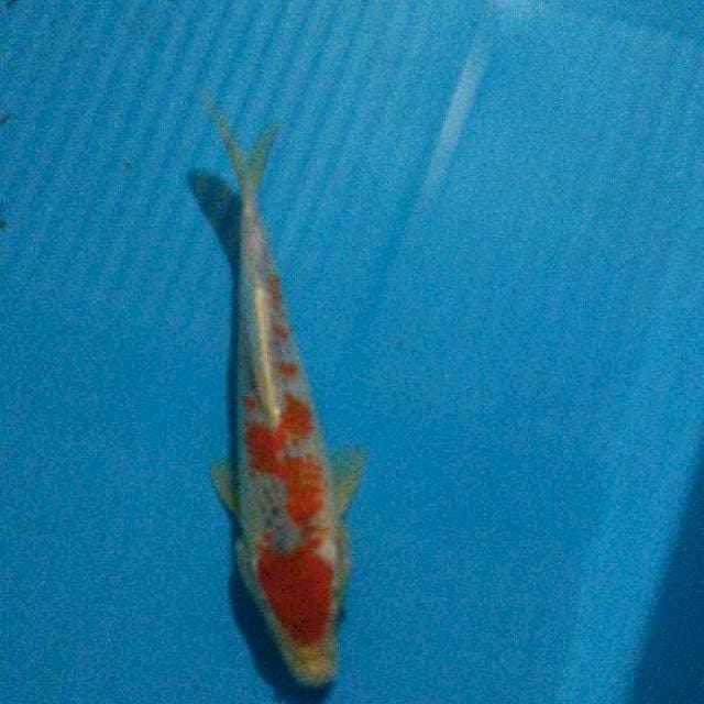 Goshiki 20cm