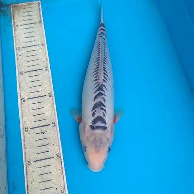 Shusui 30cm