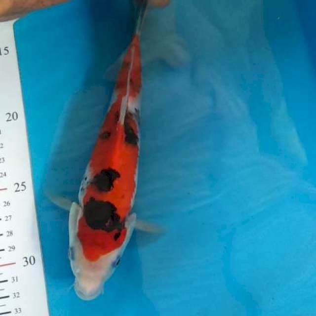 SANKE BAGUS ORIGINAL 25BU