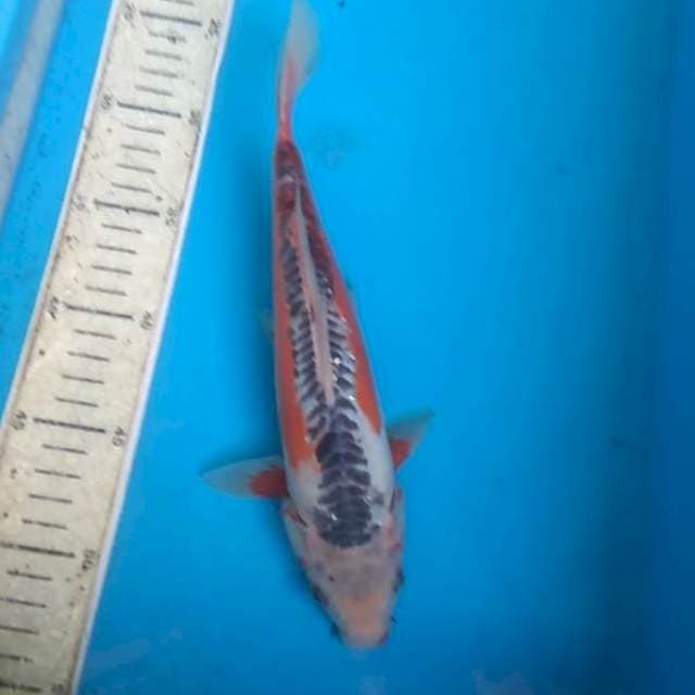 Shusui 27cm