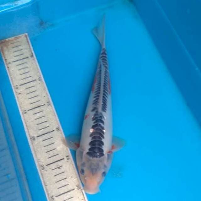 Shusui 30cm