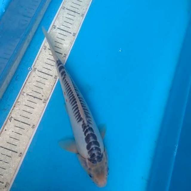 Shusui 30cm