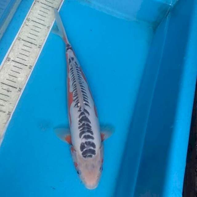 Shusui 34cm