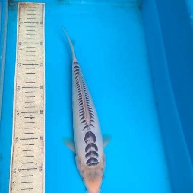 Shusui 30cm