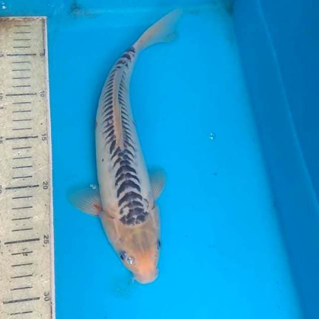 Shusui 31cm