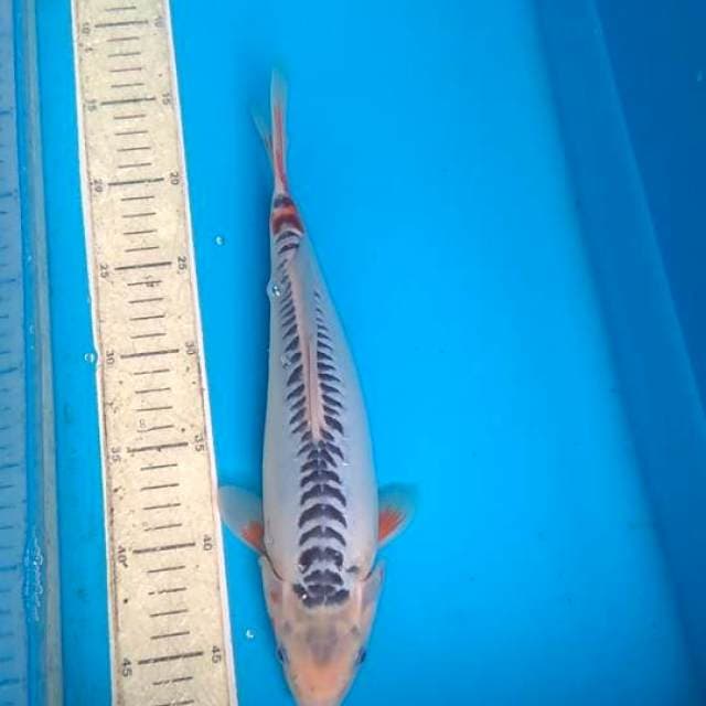 Shusui 31cm