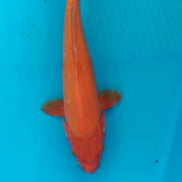 Beni goi 31cm
