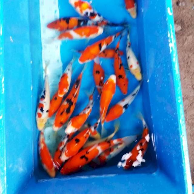 mix sanke 20 25cm 25 ekor
