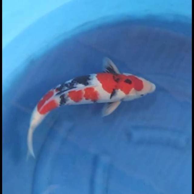 42cm - Male - Kindai Showa SQ