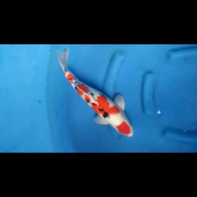 45cm - Male - F1 Maruten Sanke Original Pola