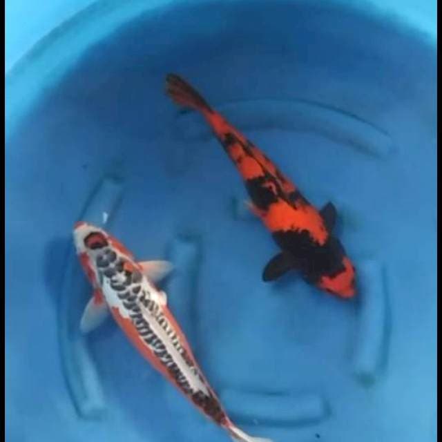 42cm - F1 - Hi Utsuri & Shusi