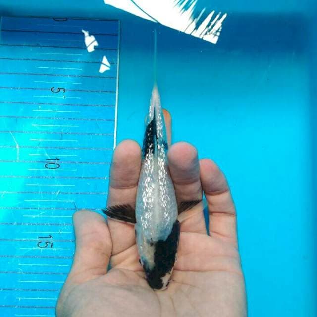 GINRIN 7A