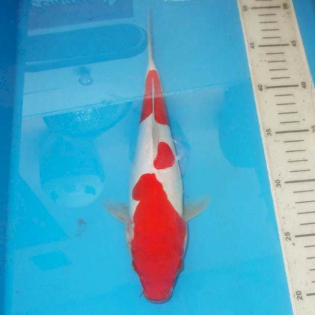 KOHAKU DOITSU STRONG