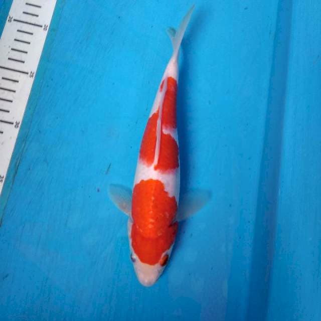 Sandan kohaku