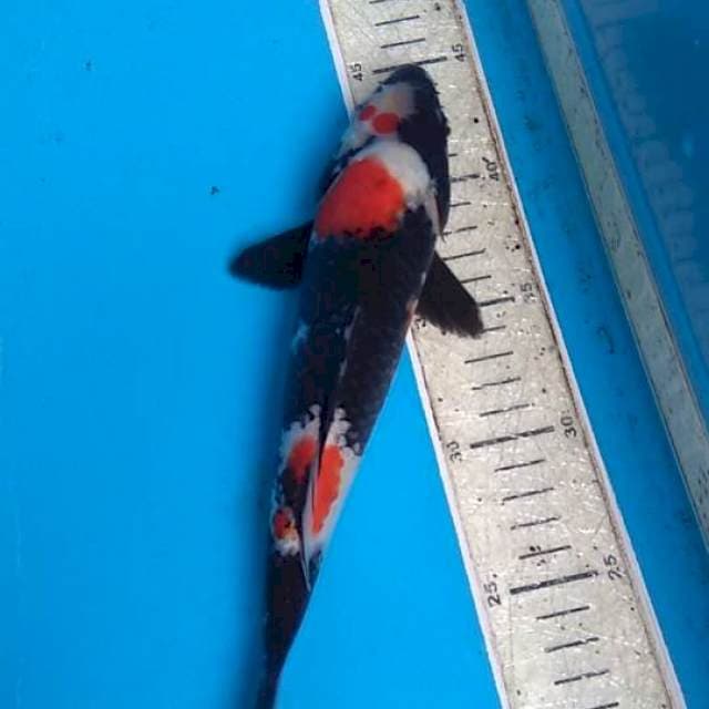 Showa 27cm