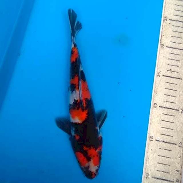 Showa 25cm