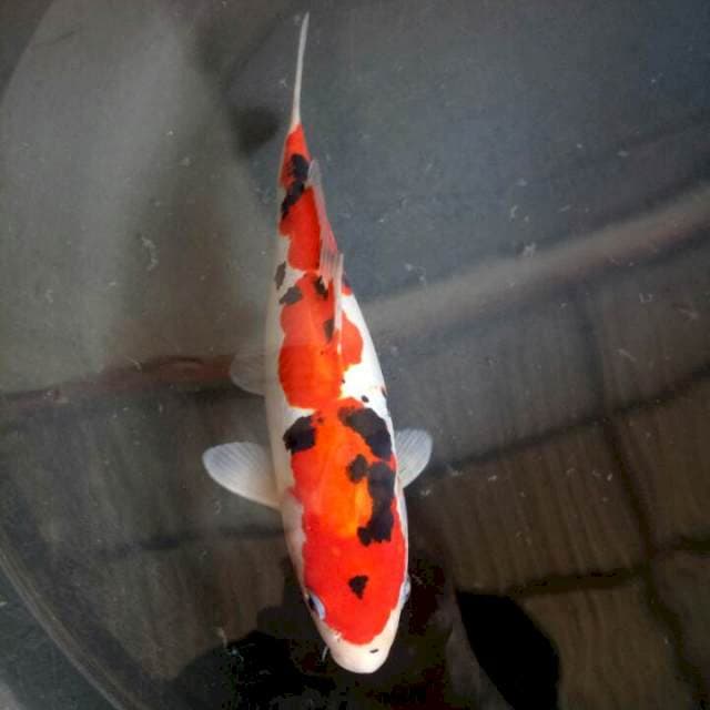 Sanke 26cm