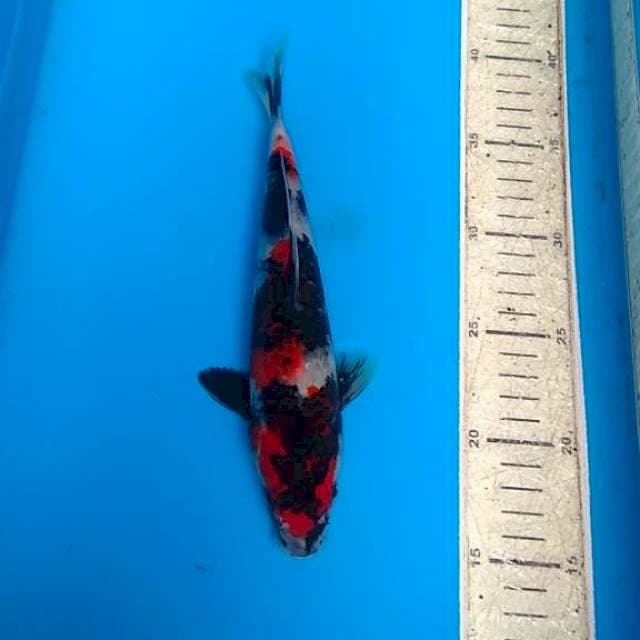 Showa 24cm
