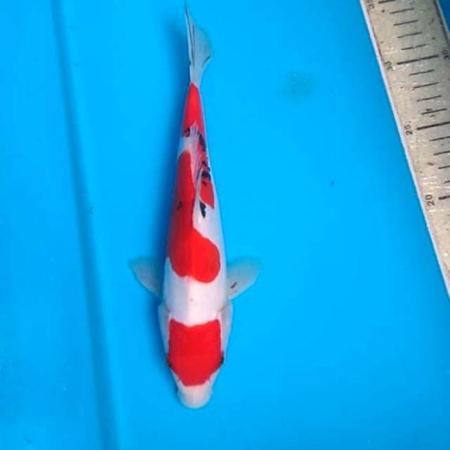 Sanke doit 25cm