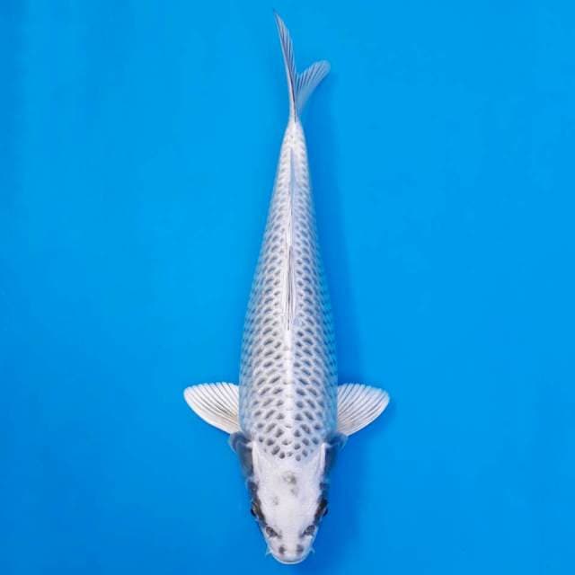 Mukashi