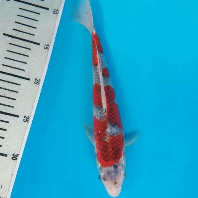 Ghosiki