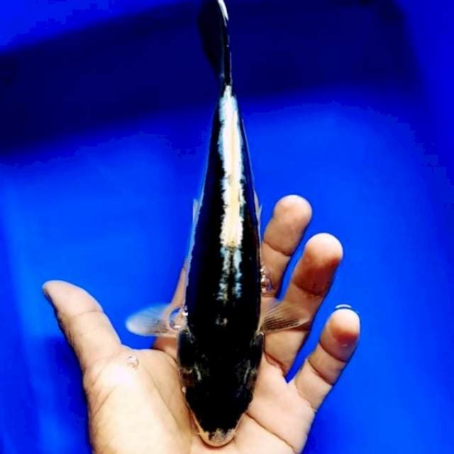 SI HITAM DOITSU LANGKA 20 UP