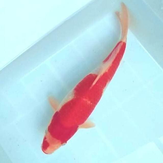 27CM - KOHAKU TULANGAN JUMBO